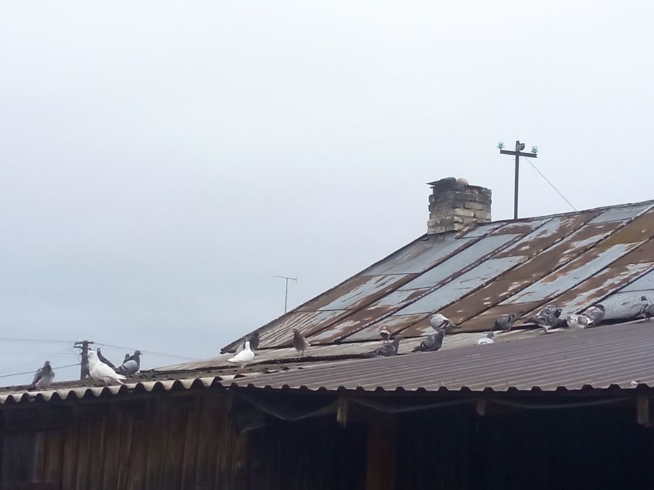 Oddam gołębie pocztowe