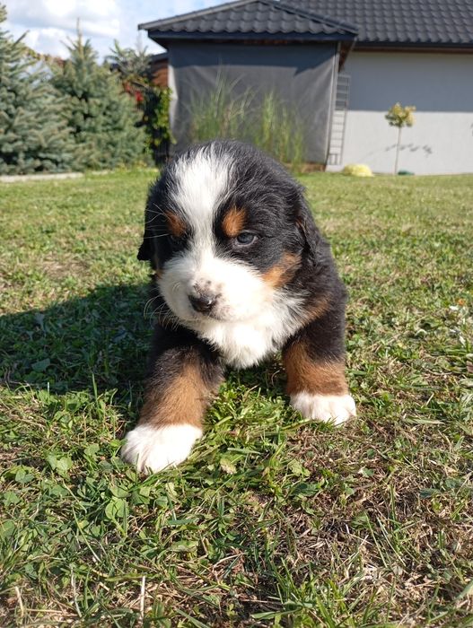 Berneński pies pasterski