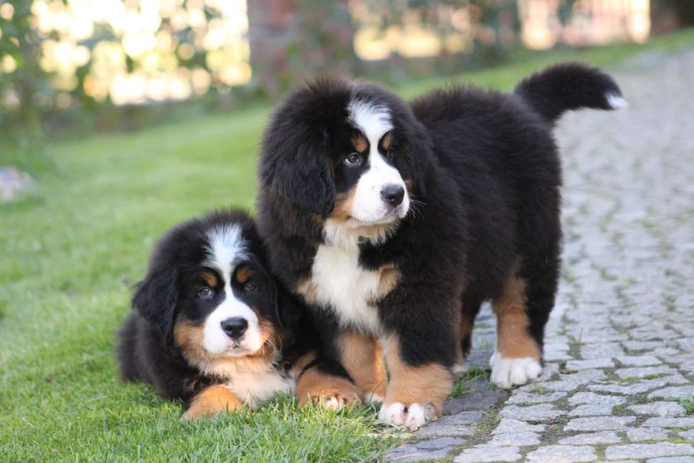 Berneński Pies Pasterski ZKwP/FCI