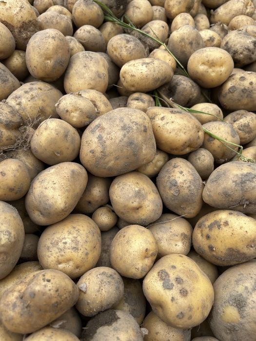 Ziemniaki ekologiczne z certyfikatem Jurek i Soraya