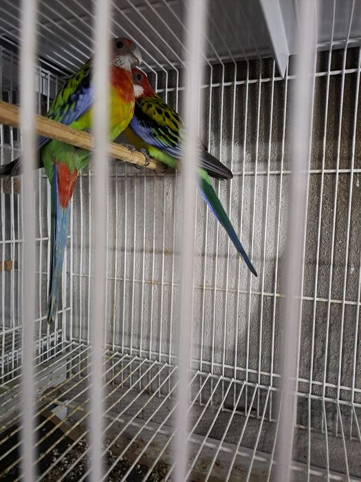 Pássaros de várias raças