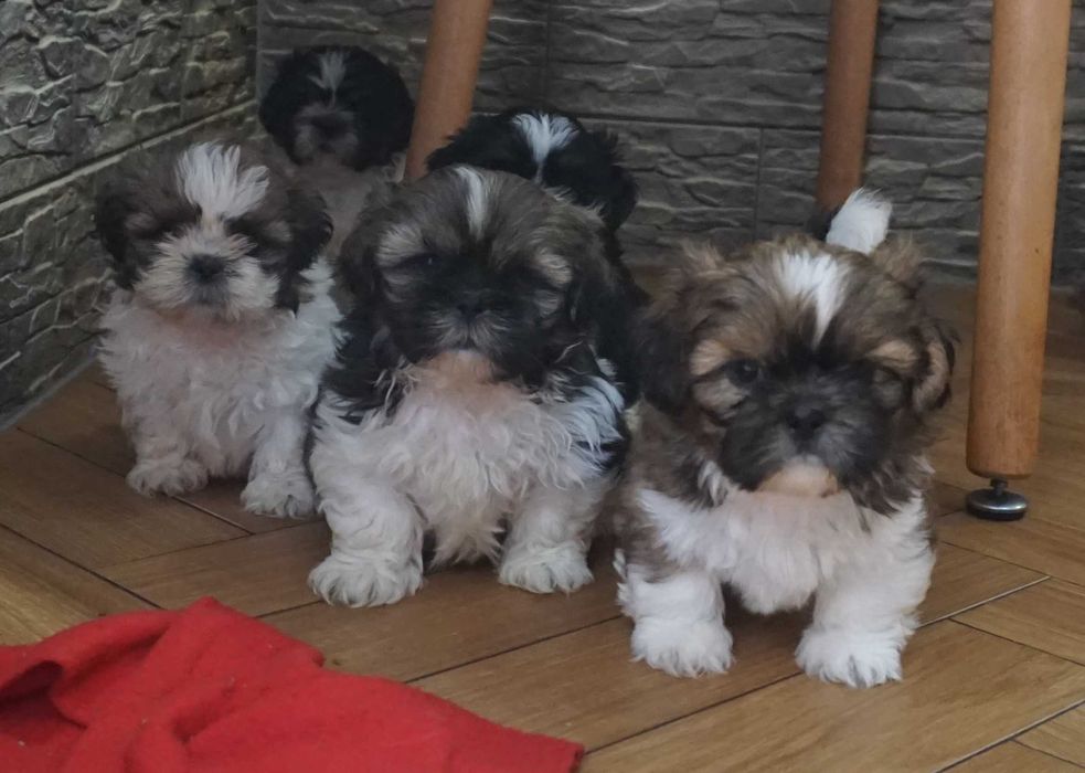 shih tzu szczeniaczek tricolor