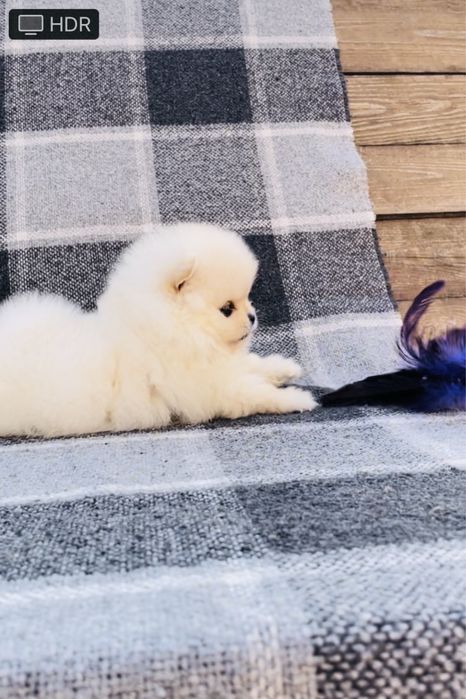 Настоящая куколка