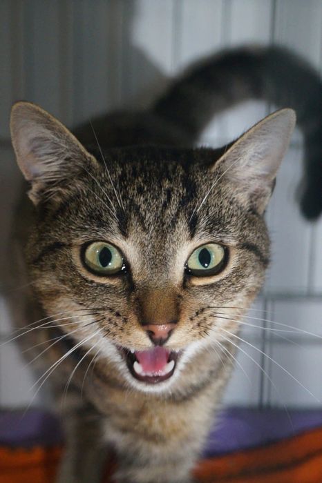 Lutek- roczny kocurek trójłapek szuka domu