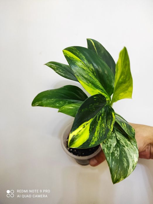 Монстера Стандлиана елоу