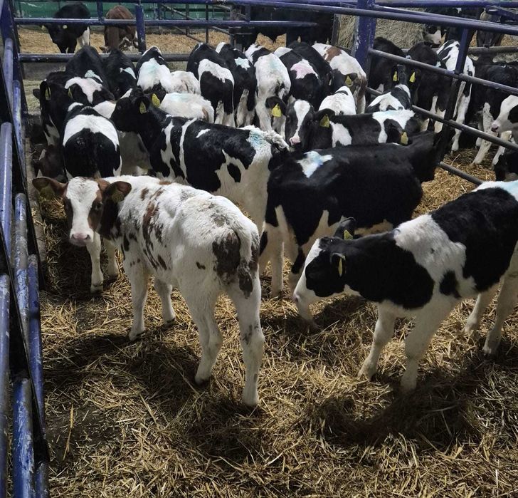 cielęta cielak HF mleczne 120 kg