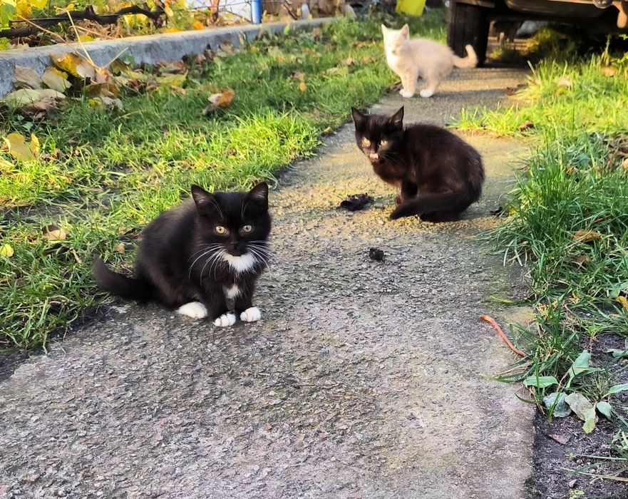 Котенята в добрі руки. Ще всі є. 23.11.2025