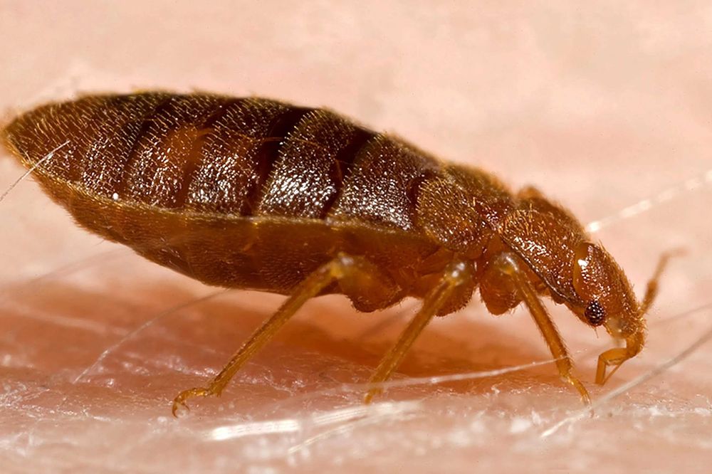 PLUSKWY- skuteczna i dyskretna DEZYNSEKCJA. I znów śpisz spokojnie!