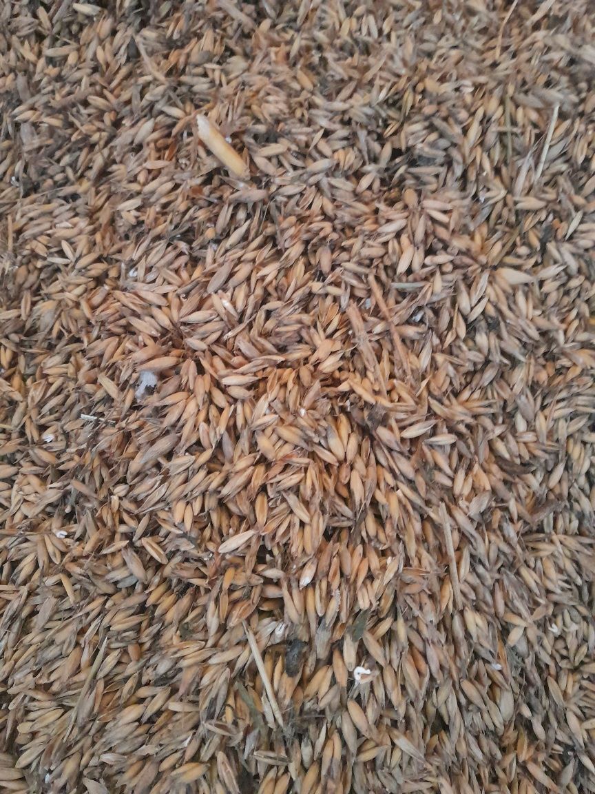 Owies II gatunek   pellet