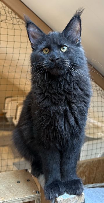 Cudny czarny kocurek Maine Coon