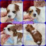ZEUS piesek Blue Diamond Yorkshire Terrier York