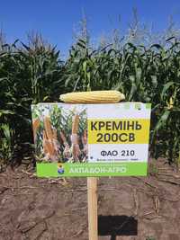 Семена кукурузы Кремень,насіння кукурудзи Кремінь 200 СВ,соняшник