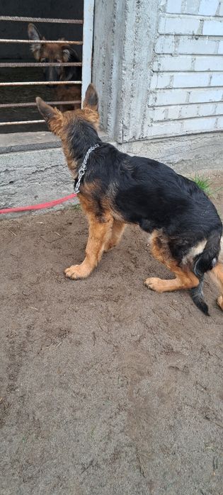 Owczarek niemiecki piesek