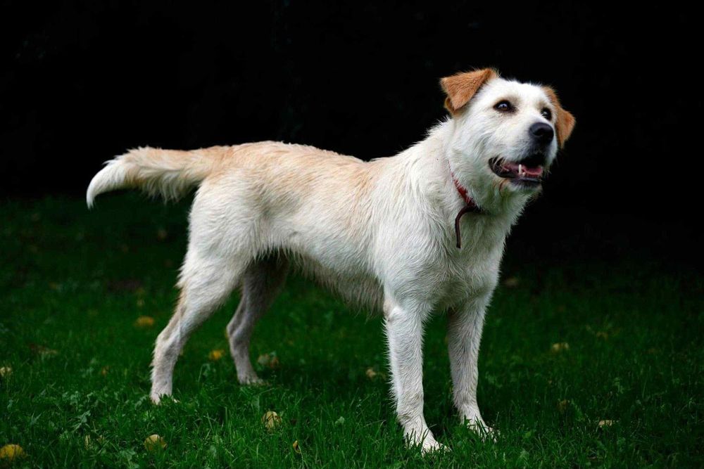 Piękna Bella wciąż czeka na dom