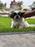 Shih tzu szczeniak