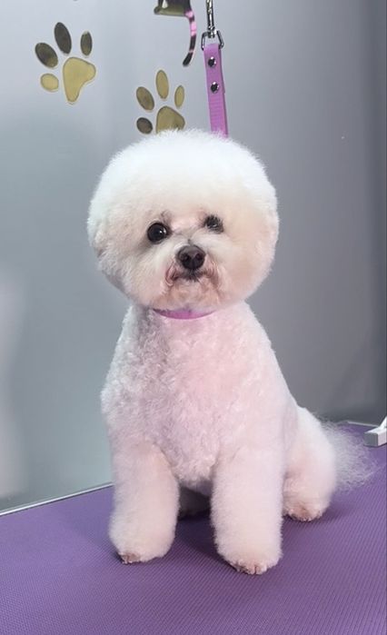 Грумінг собак та котів в салоні «Pluto & Co.» М. Лівобережна