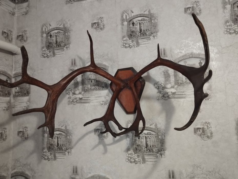 Рога оленя, большие