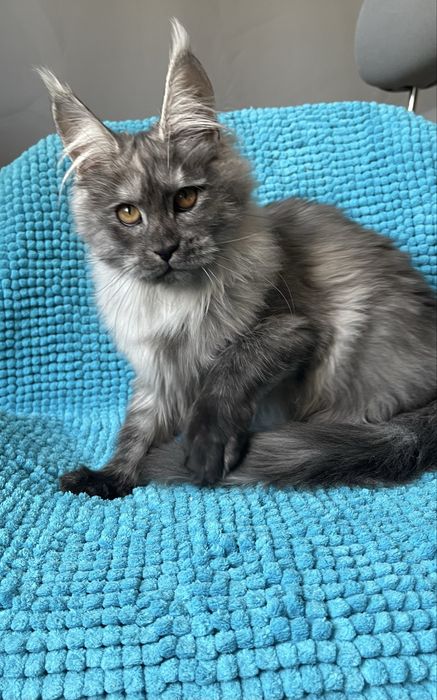 Котята Мейн кун , питомник !