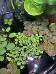 Salvinia natans, minima, Phyllanthus Fluitans 'Red Root Floater'