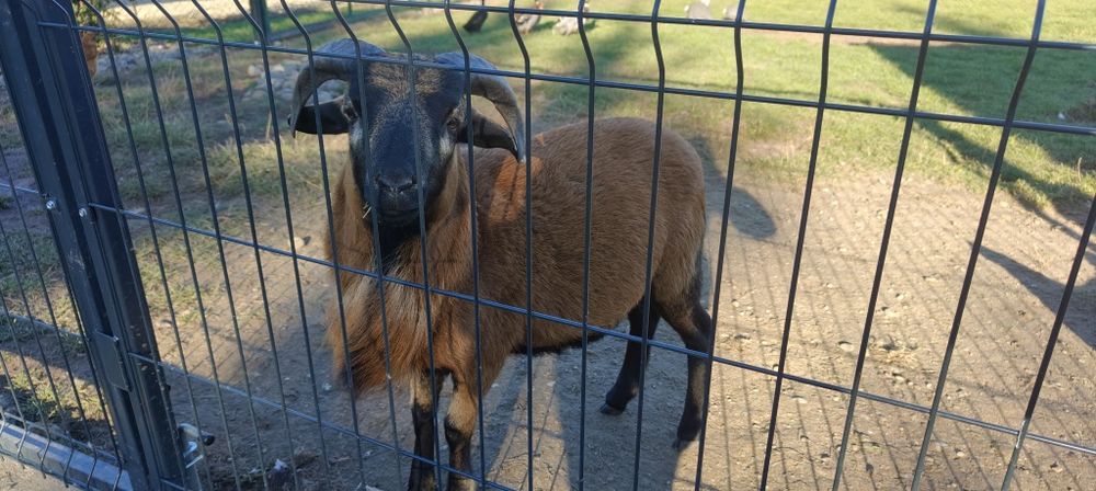Sprzedam Barana cena 400 zł do negocjacji.