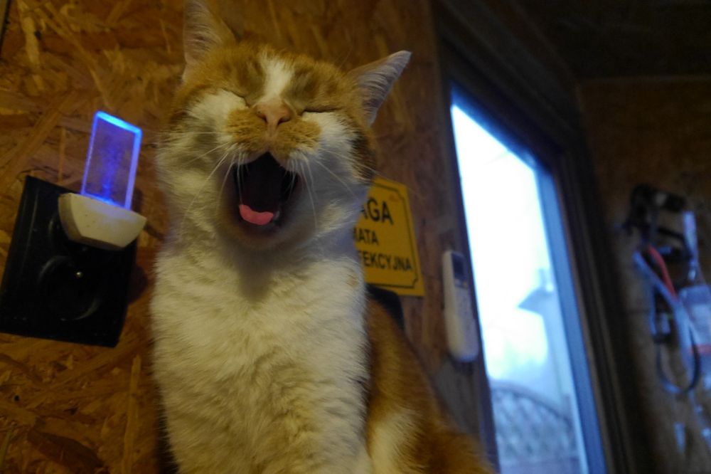 Rudy kocurek po operacji oczu szuka domu