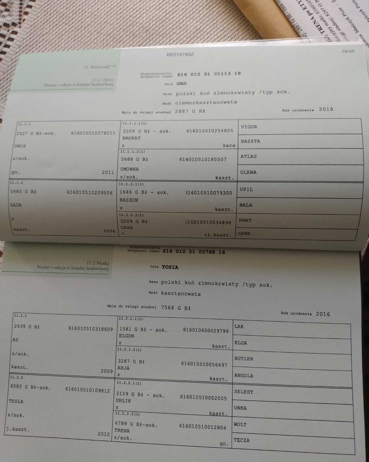 Sprzedam młodego ogiera sokólskiego