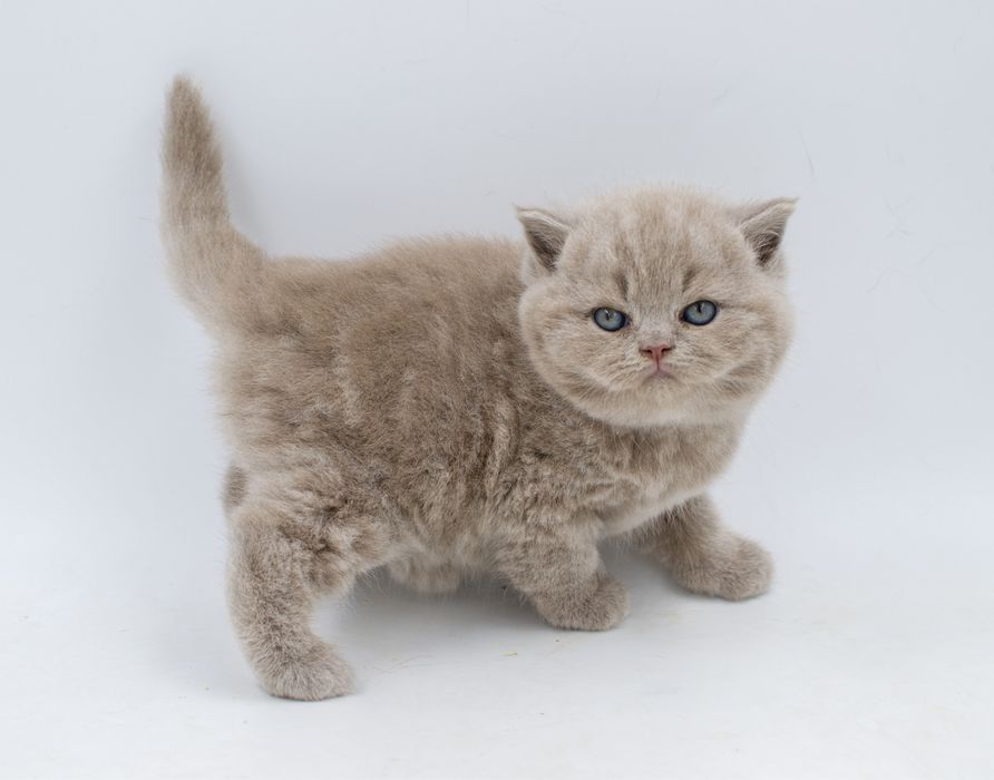 Британське чистокровне кошеня