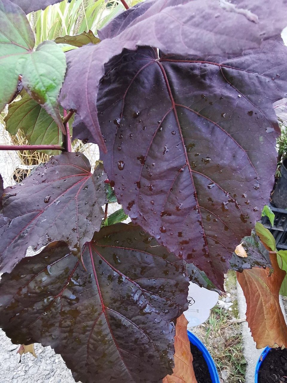Hibiskus bagienny-bordowy liść- RÓŻOWY