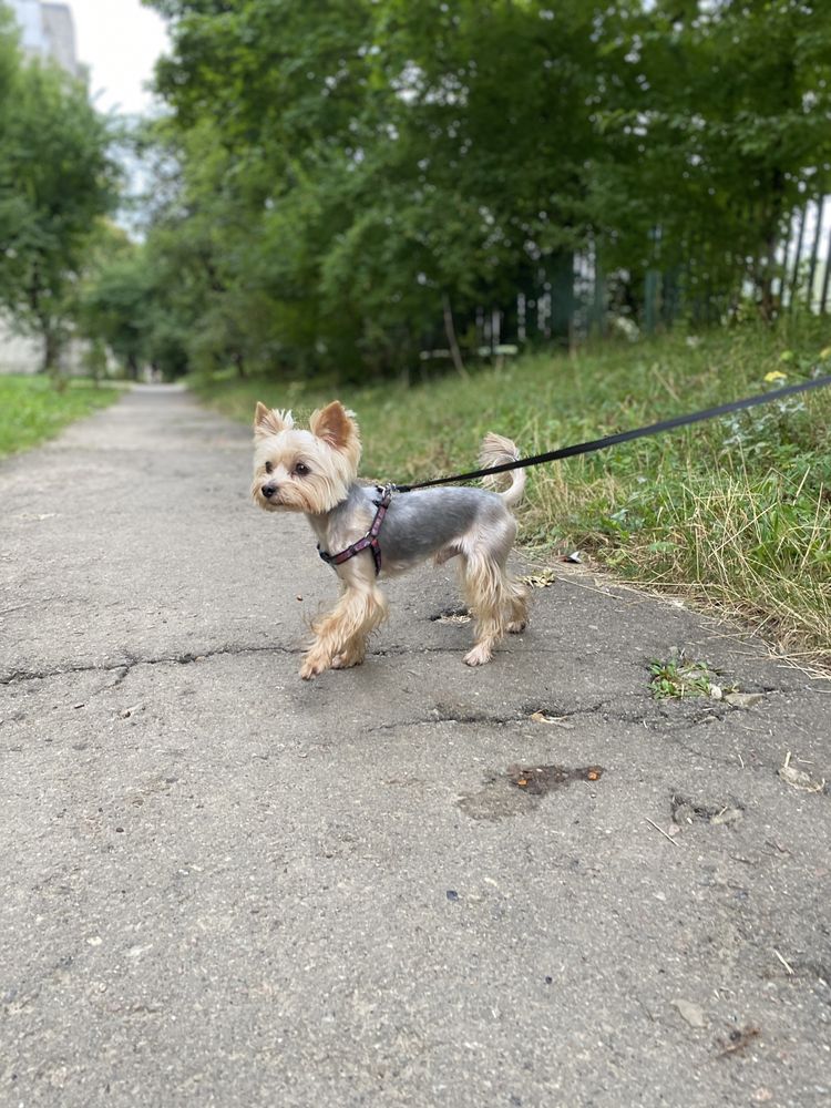 В’язка бівер йорк сріблястий