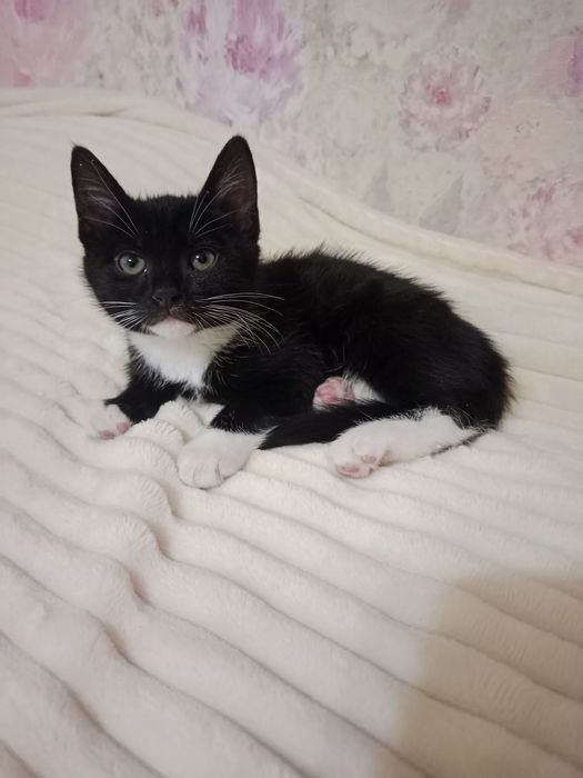 Найкращі кошенята