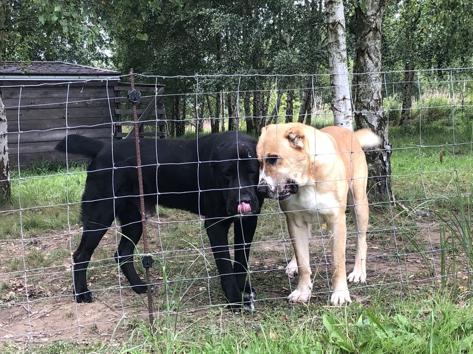 Owczarek Środkowoazjatycki szczenię Premium