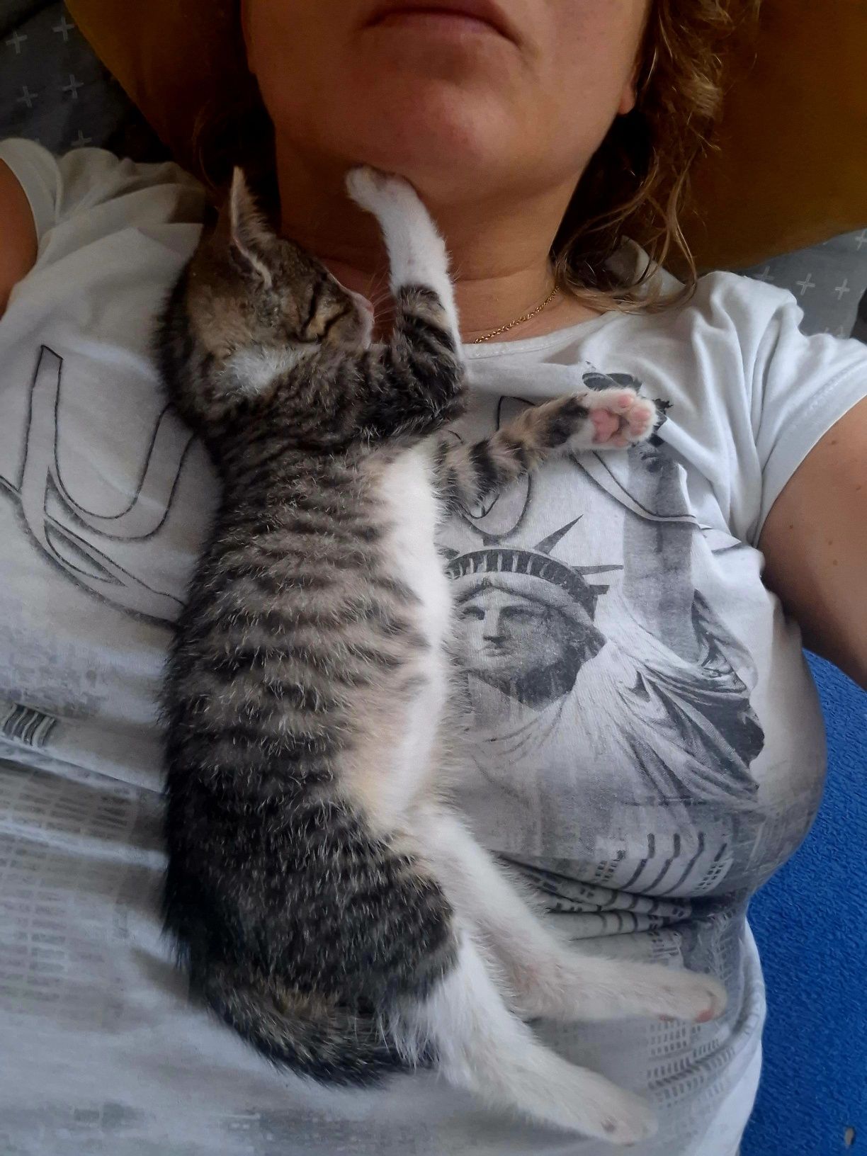 Malutki kotek wyczekuje domku