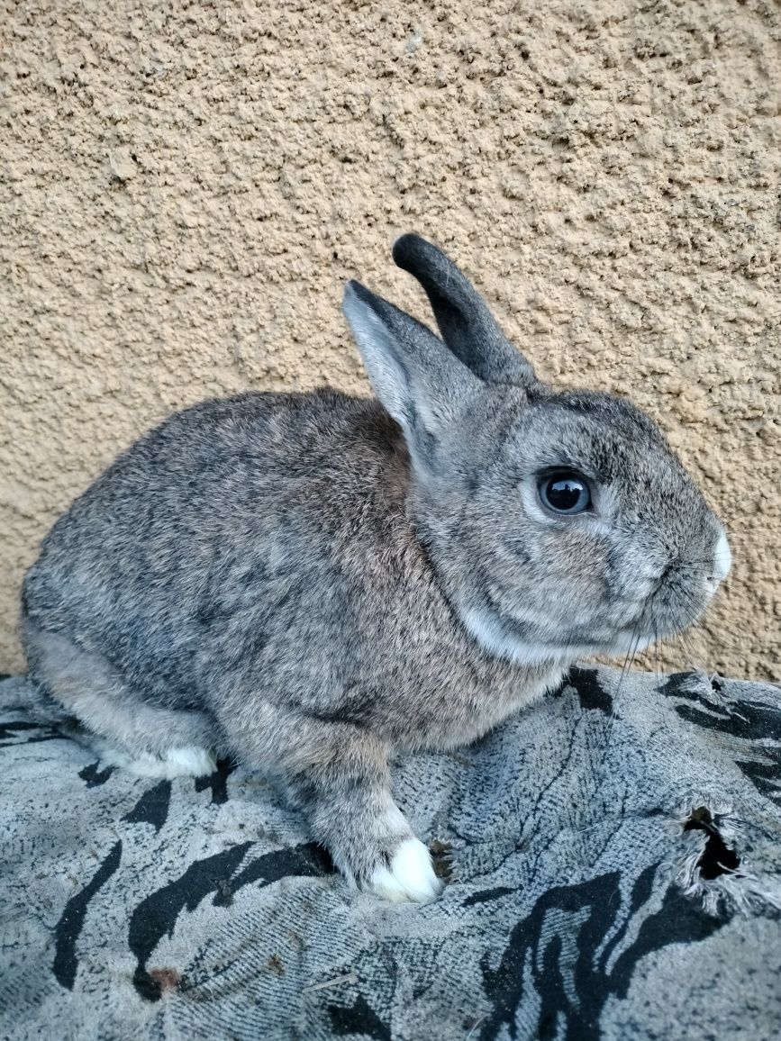 Samiec miniaturka