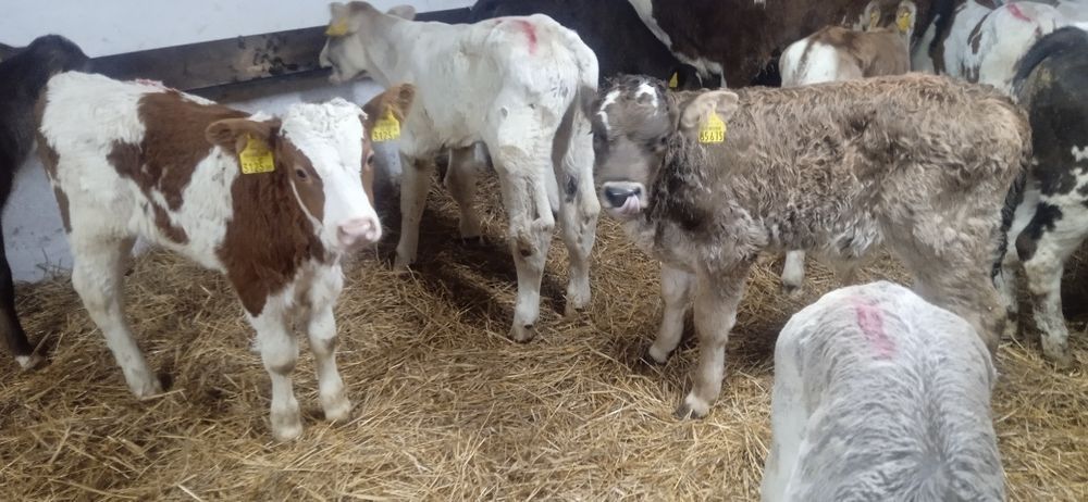 Cielaki - byczki, jalowki. 50-100 kg.