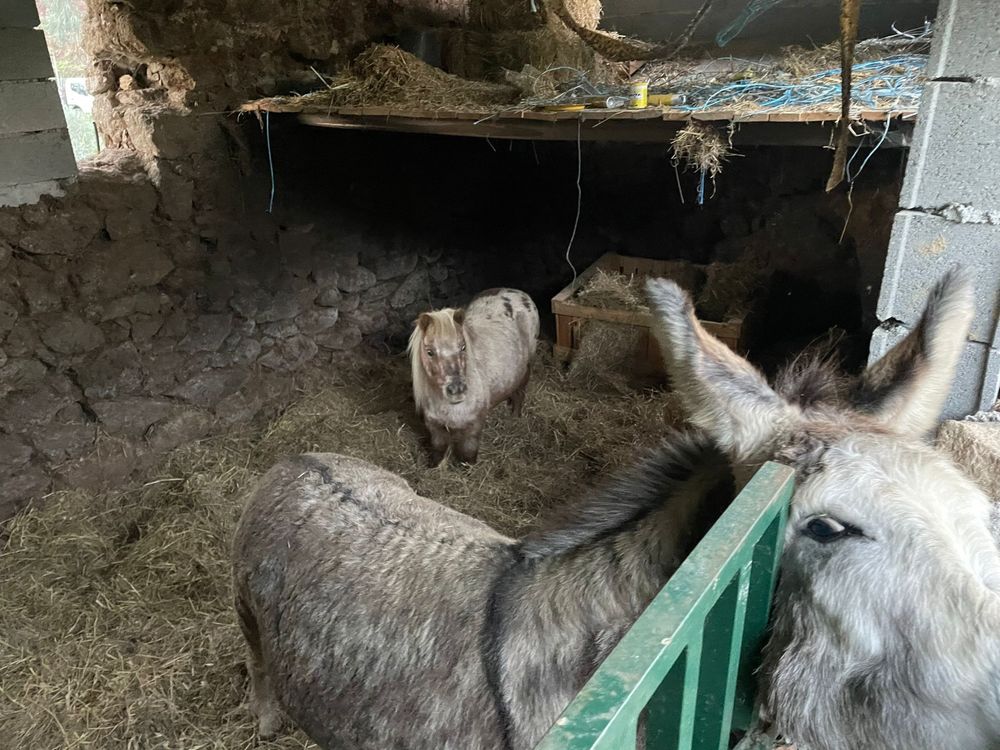 Vendo burra e ponei