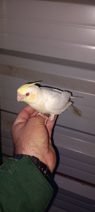 2 Caturras para acabar criar  à mão