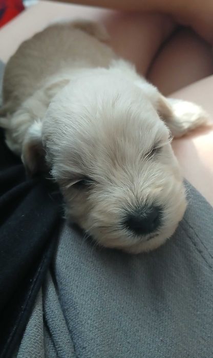 Śliczna Suczka Maltipoo