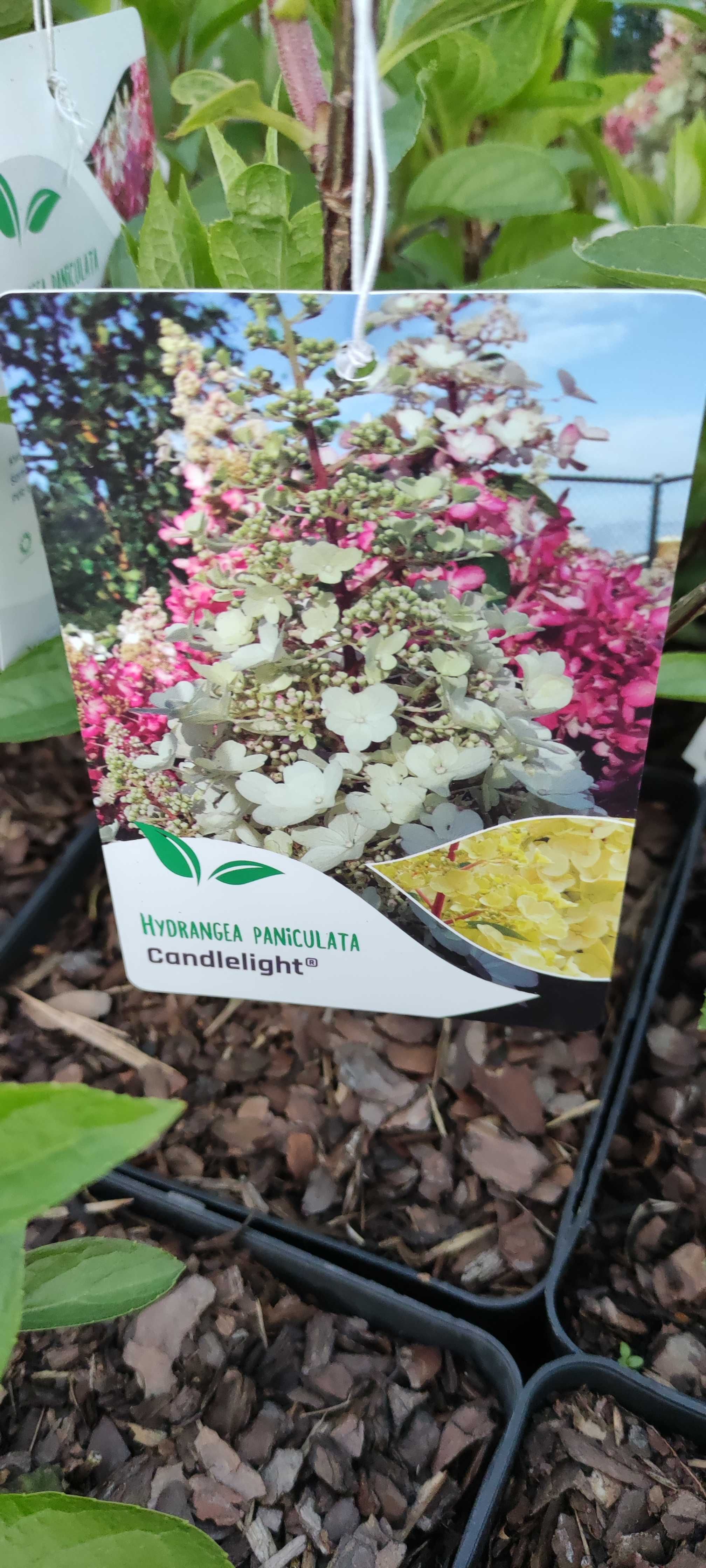 Hortensja bukietowa Hydrangea paniculata różne odmiany