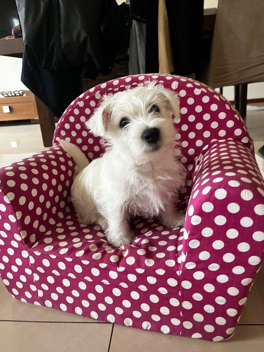 West Highland white terrier piesek