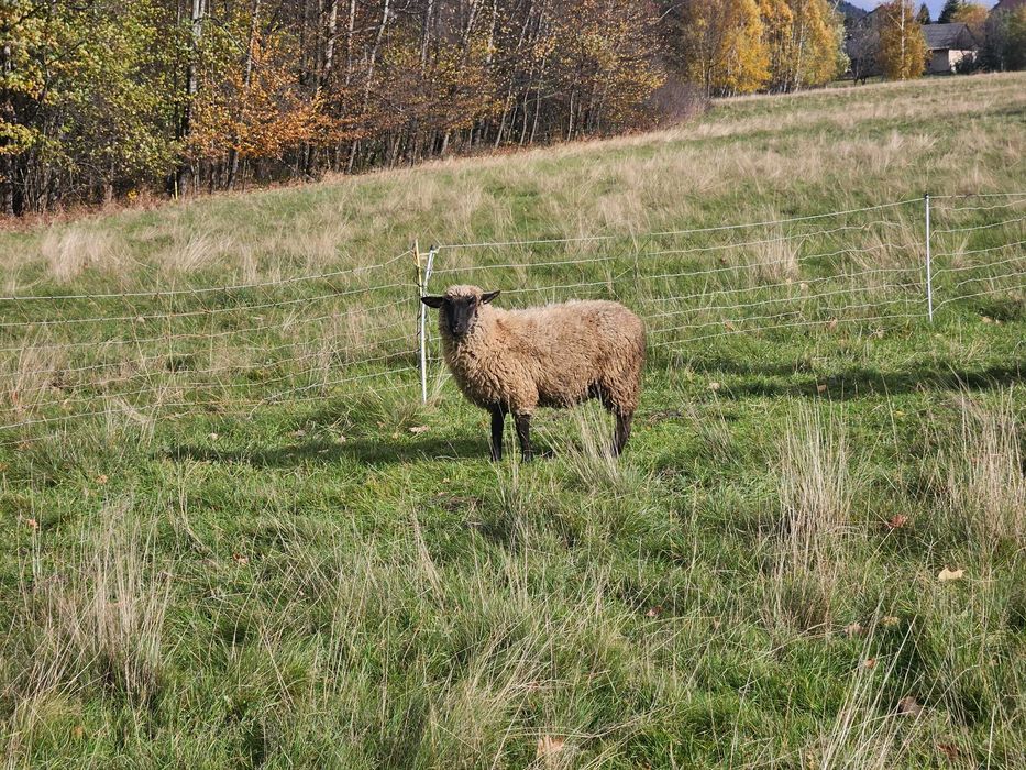 Baran tryk czarnogłówka