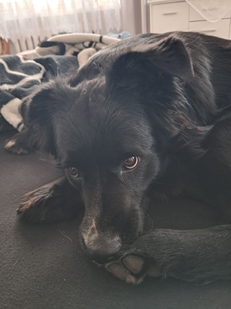 Oddam psa w typie border collie