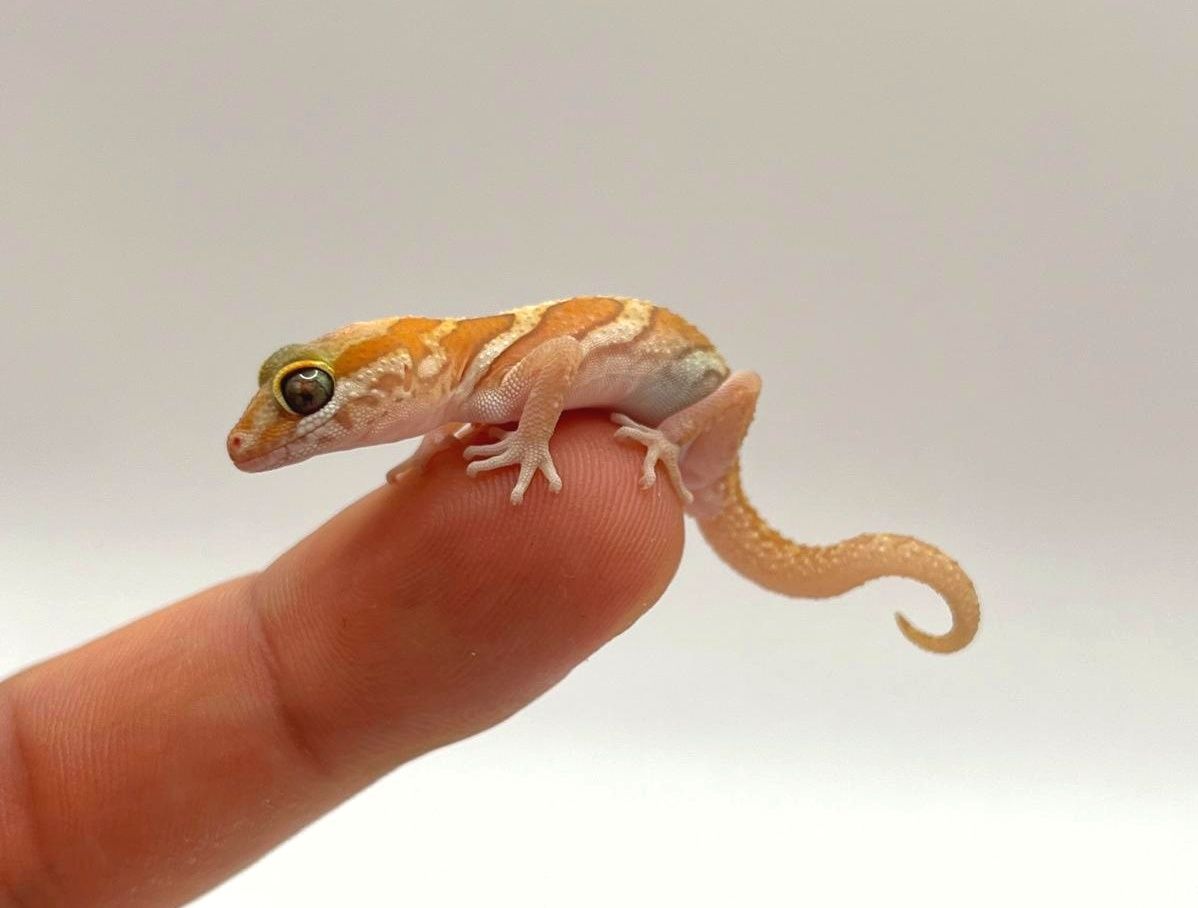 Paroedura picta XANTIC CB2025 samiec gekon madagaskarski terrarium