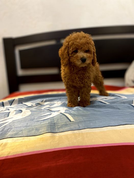 Мальтипу кукольный малыш ред браун