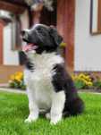 Border Collie Śliczny Piesek