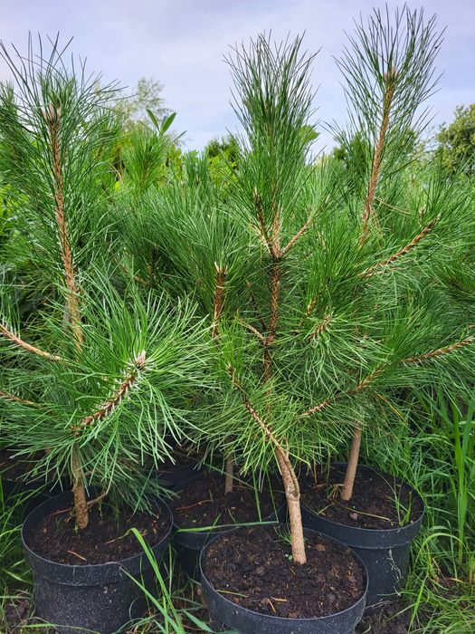 Tuje szmaragd, tuja Jesienna Promocja 40-50cm po 6zł za sztukę