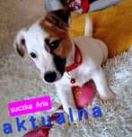 Suczka Aria Jack Russell do odbioru krótkie nózki RODZICE W HODOWLI