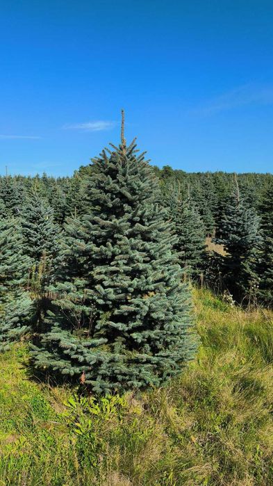 Świerk Kłujący cięty 175 - 250 cm lub w donicy 60-180 cm/ TuChoinki.pl