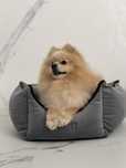 Reproduktor, Szpic Miniaturowy Pomeranian, Champion Polski.