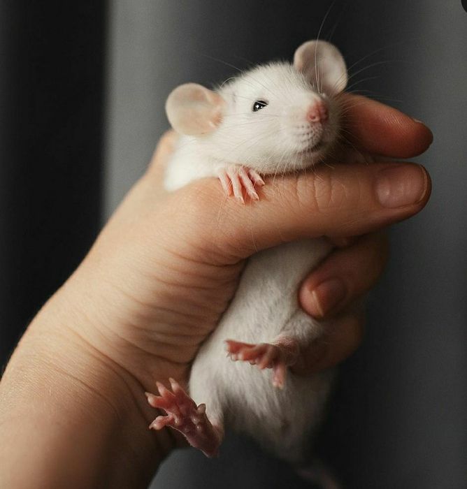 Дуже розумні та лагідні крисинята, Крыса.