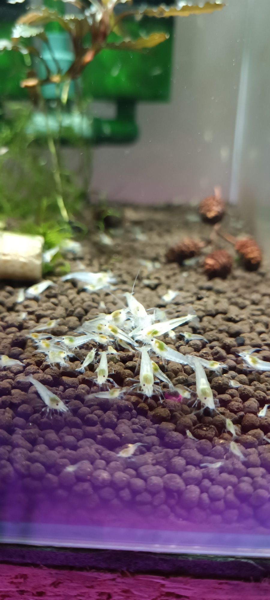 Neocaridina white Pearl 15szt gratis